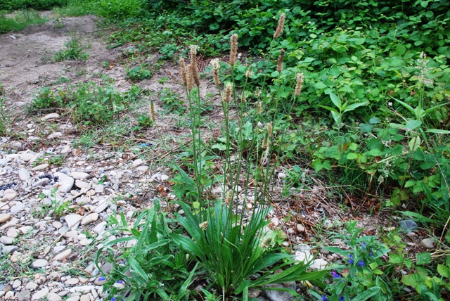 Plantago lanceolata